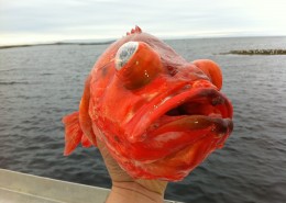 Rotbarsch vor Smøla