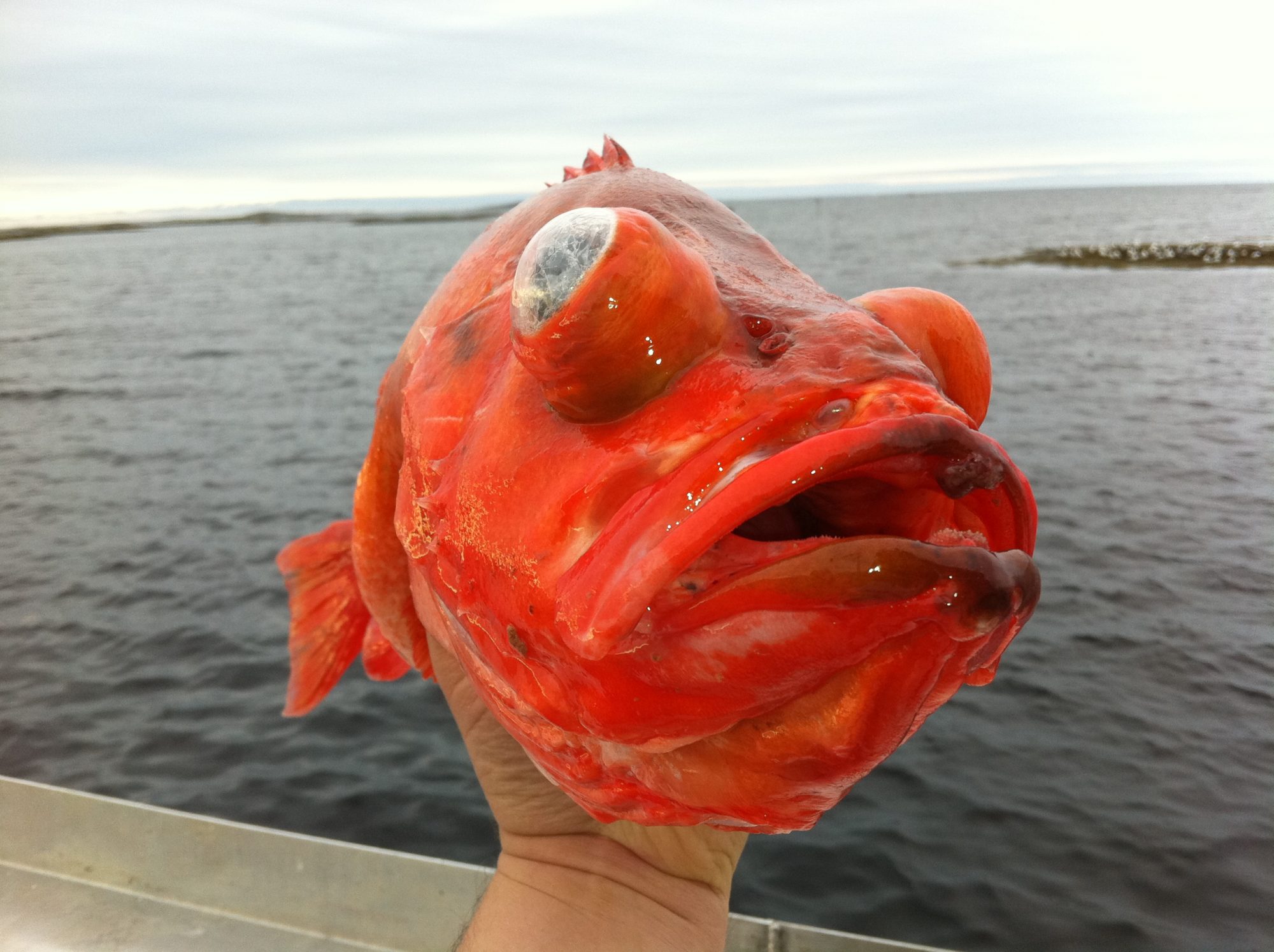 Rotbarsch vor Smøla